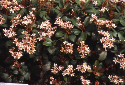 Indian Hawthorn Raphiolepis indica () in Middle Tennessee