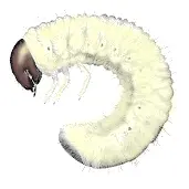 Japanese Beetle Management () in Middle Tennessee