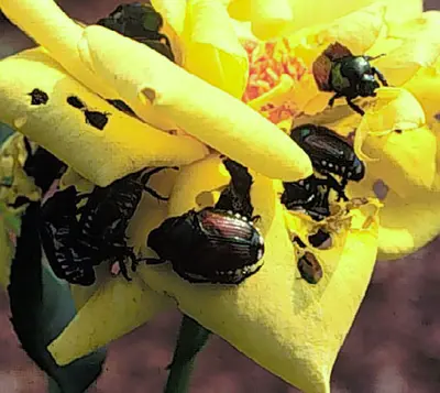 Japanese Beetle (Foliage  can be protected  with various  pesticides.) in Middle Tennessee