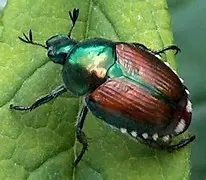 Japbeetle () in Middle Tennessee