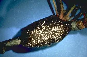 John Davidson () in Middle Tennessee