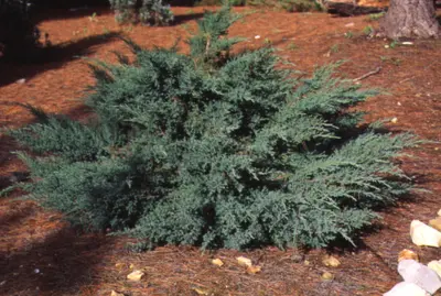 JuniperJuniperus species () in Middle Tennessee