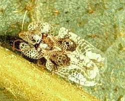 Lace Bug Management () in Middle Tennessee