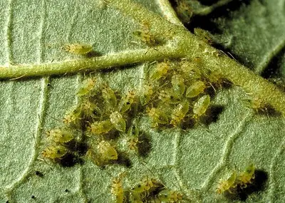 Lace (Lace bug nymphs.) in Middle Tennessee