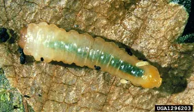 Leaf Miners () in Middle Tennessee