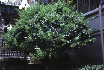 Ligustrum () in Middle Tennessee