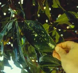 Magnolia White Scale (White armored scales, yellow-brown bodies underneath) in Middle Tennessee
