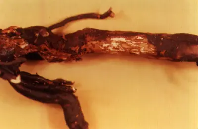 Mushroom Root Rot (Slow decline, thinning of canopy) in Middle Tennessee