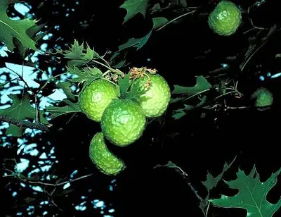 Oaks () in Middle Tennessee