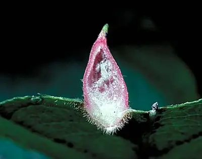 Open () in Middle Tennessee