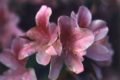 Ovulinia Petal Blight (Small, water-soaked spots on petals) in Middle Tennessee