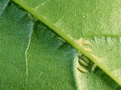 Pear (Pear thrips on maple leaf.) in Middle Tennessee