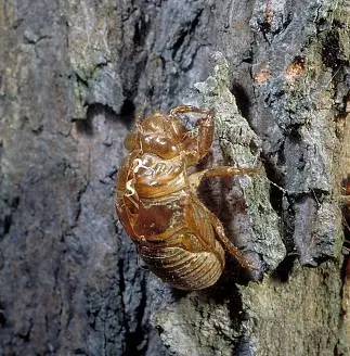 Periodical (Periodical cicada adult emerging from nymphal skin.) in Middle Tennessee