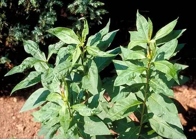 Phlox (Phlox leafhopper nymphs on leaf undersurface.) in Middle Tennessee