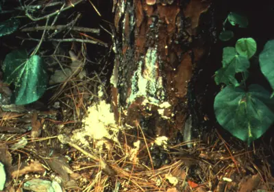 Pine Bark Beetles (Pitch tubes and/or boring dust on bark) in Middle Tennessee