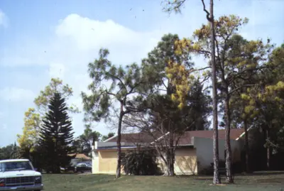 Pine Chlorosis and Decline (Gradual yellowing of foliage) in Middle Tennessee