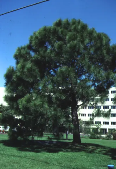 PinePinus species () in Middle Tennessee