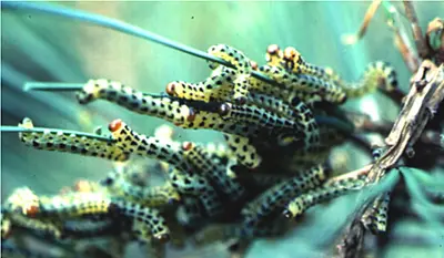 Pine Sawflies (Larvae look like caterpillars) in Middle Tennessee