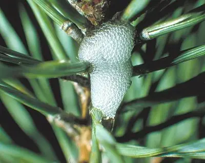 Pine (Pine spittlebug mass on Scotch pine branch.) in Middle Tennessee