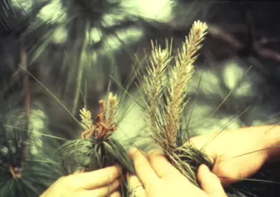 Pine Tip Moth (Needle drop, dying tips, color change) in Middle Tennessee