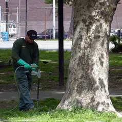 Placement? (Fine root density is highest adjacent to the trunk.) in Middle Tennessee