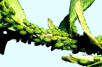 “Plant lice” () in Middle Tennessee