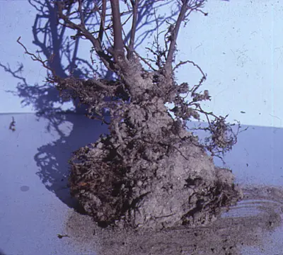 Planting Depth (Chlorosis, slow growth, decline) in Middle Tennessee