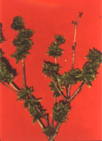 Rhododendron Gall Midge (Leaf curling and distortion of new growth) in Middle Tennessee