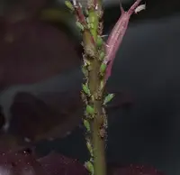 Rose Aphid in Middle Tennessee