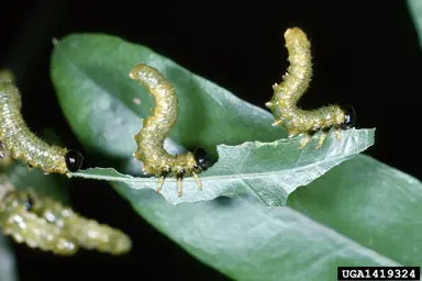Sawflies (Feed in groups) in Middle Tennessee