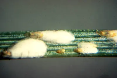 Scales – Soft, Armored, Pit, Oystershell, etc. (Piercing sucking) in Middle Tennessee