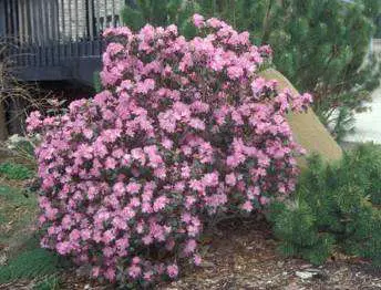 Selectivity: Imidacloprid is effective against: (Sucking insects: plant bugs, lace bugs,) in Middle Tennessee