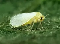 Silverleaf Whitefly in Middle Tennessee
