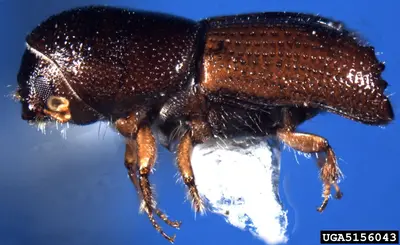 Southern Pine Beetle () in Middle Tennessee