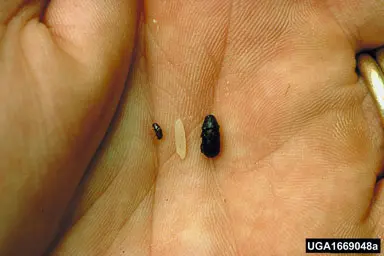 Southern Pine vs. Black Turpentine Beetles (Size compared to a grain of rice) in Middle Tennessee