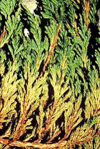 Spider Mite Management () in Middle Tennessee