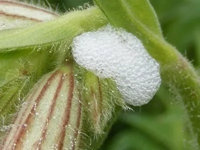 Spittle Bug () in Middle Tennessee