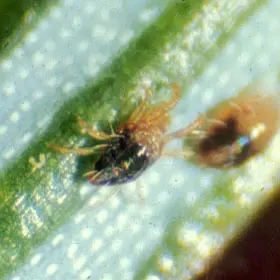 Spruce Spider Mite () in Middle Tennessee