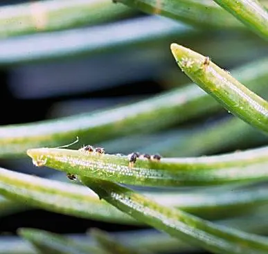 Spruce () in Middle Tennessee