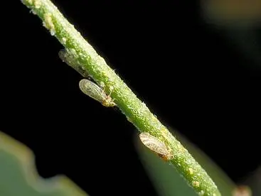 Sucking Pests - Psyllids (Sometimes called jumping plantlice.) in Middle Tennessee