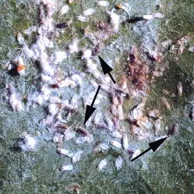 Tea (Tea scale) in Middle Tennessee