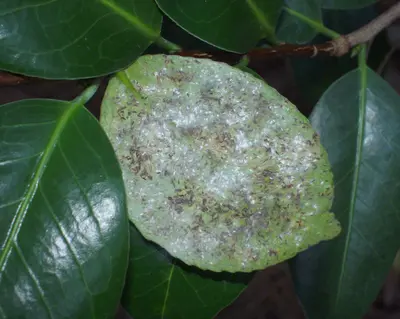 Teascale () in Middle Tennessee