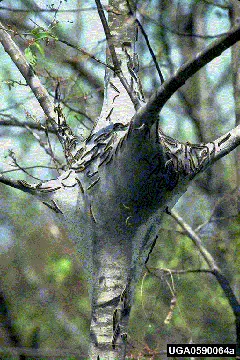 Tent Caterpillars (Spring pest) in Middle Tennessee