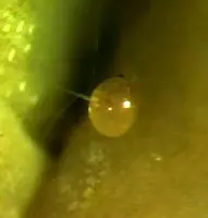 This () in Middle Tennessee