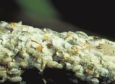 Tiny () in Middle Tennessee