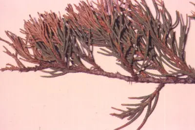 Tip Blight (Control of Diplodia) in Middle Tennessee