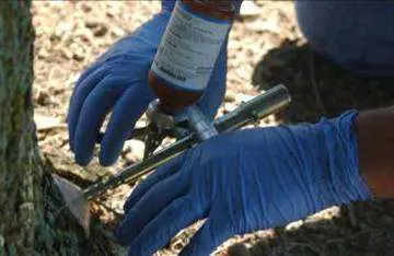 Trunk Injections () in Middle Tennessee