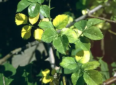 Typical (Typical leaf speckling from rose leafhoppers.) in Middle Tennessee