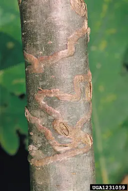 Various Wood Boring Beetles (Attack various trees) in Middle Tennessee