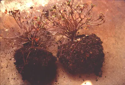 Wet Root Rots (Poor growth, thinning canopy) in Middle Tennessee